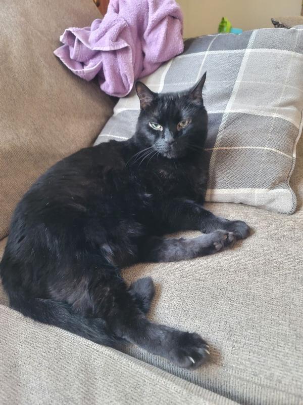FELIWAY® Optimum Diffuser Kit - Customer Photo From 