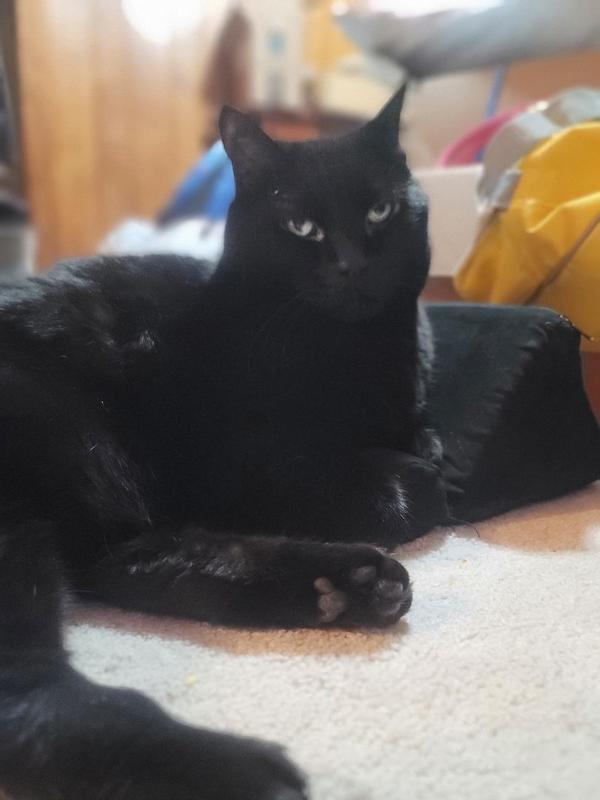 FELIWAY® Optimum Diffuser Kit - Customer Photo From 