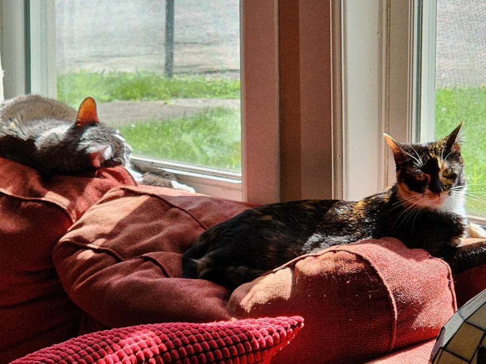 FELIWAY® Optimum Refill - Customer Photo From Allyson M.