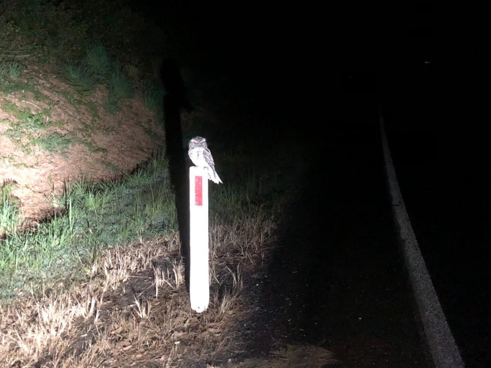 Entity HL800 800 Lumens Front Bicycle Light - USB Rechargeable - Customer Photo From Neil McNamara