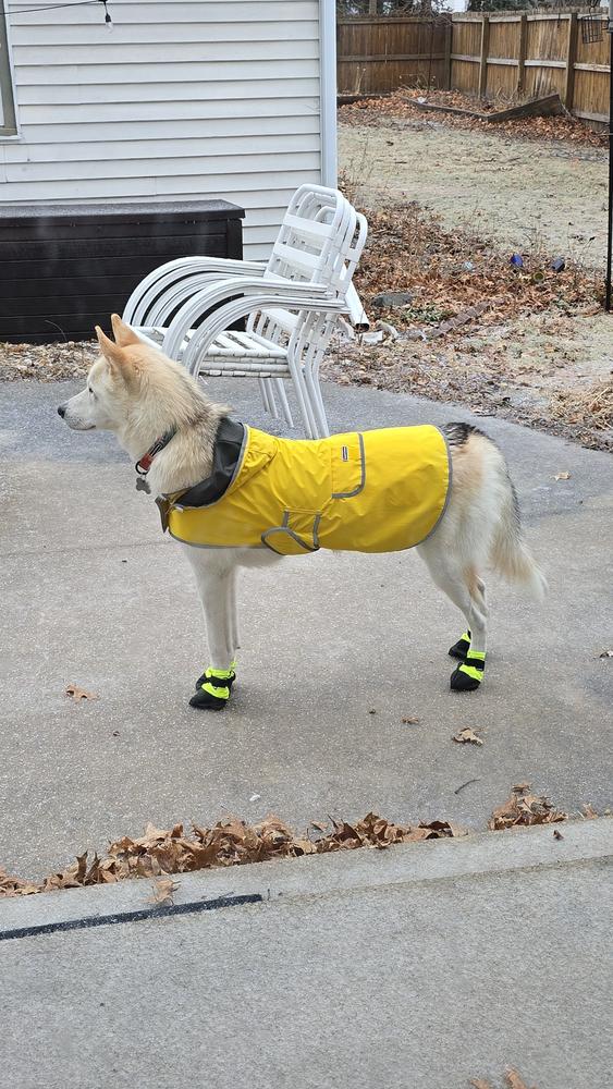 Dog Booties - Customer Photo From Baylee