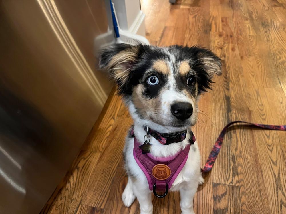 Dog Poop Bag Holder - Customer Photo From Anonymous