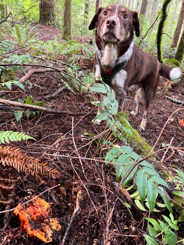 Dog Poop Bag Holder - Customer Photo From Brent Cook
