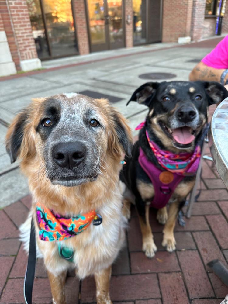 Dog Poop Bag Holder - Customer Photo From RYLEIGH Mitchell