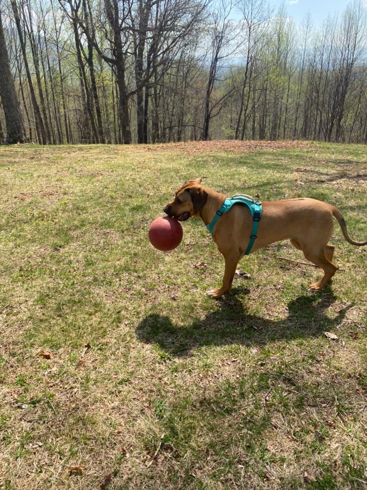 Dog Harness - Customer Photo From Ashley Klein