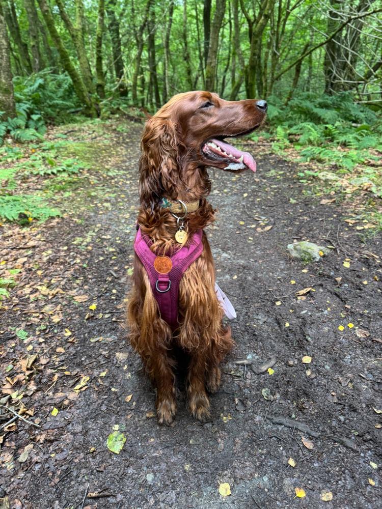 Dog Harness