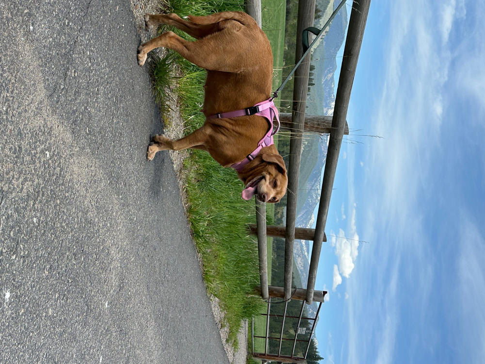 Dog Harness