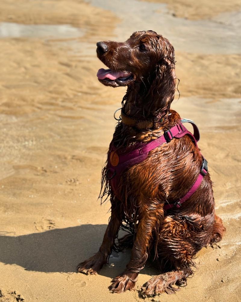 Dog Harness