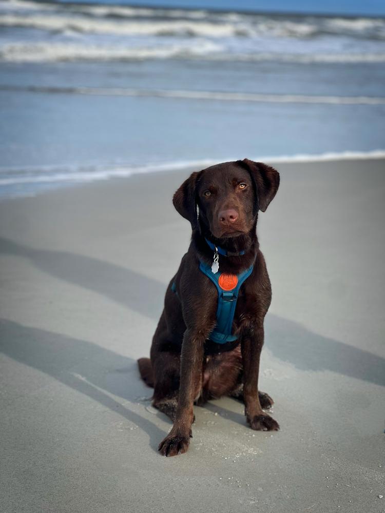 Dog Harness