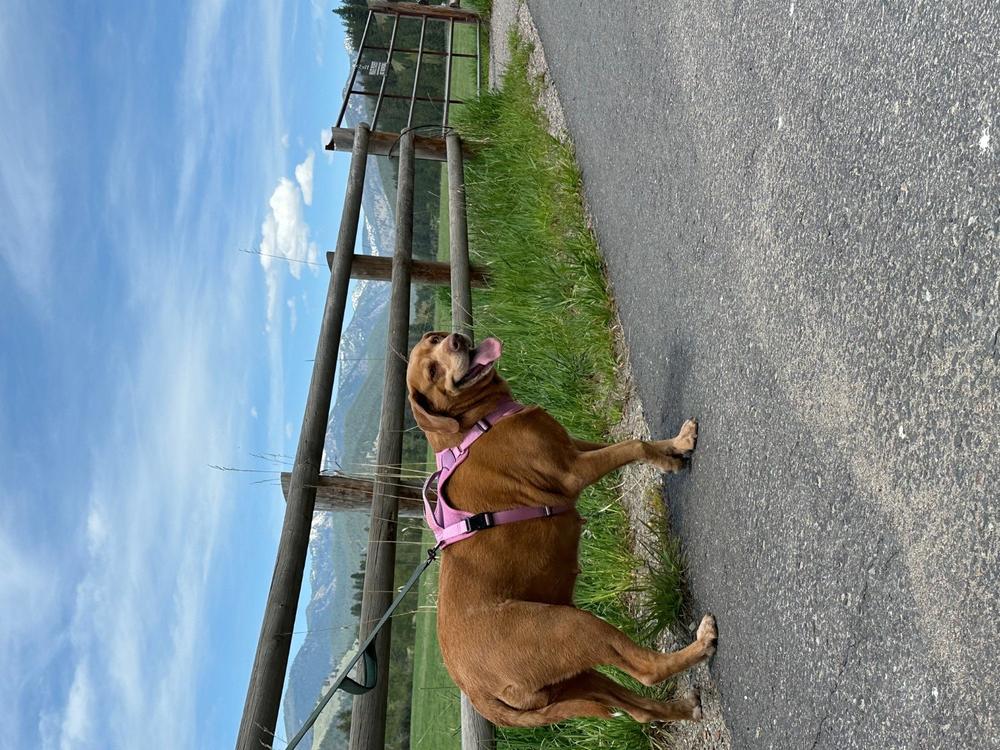 Dog Harness