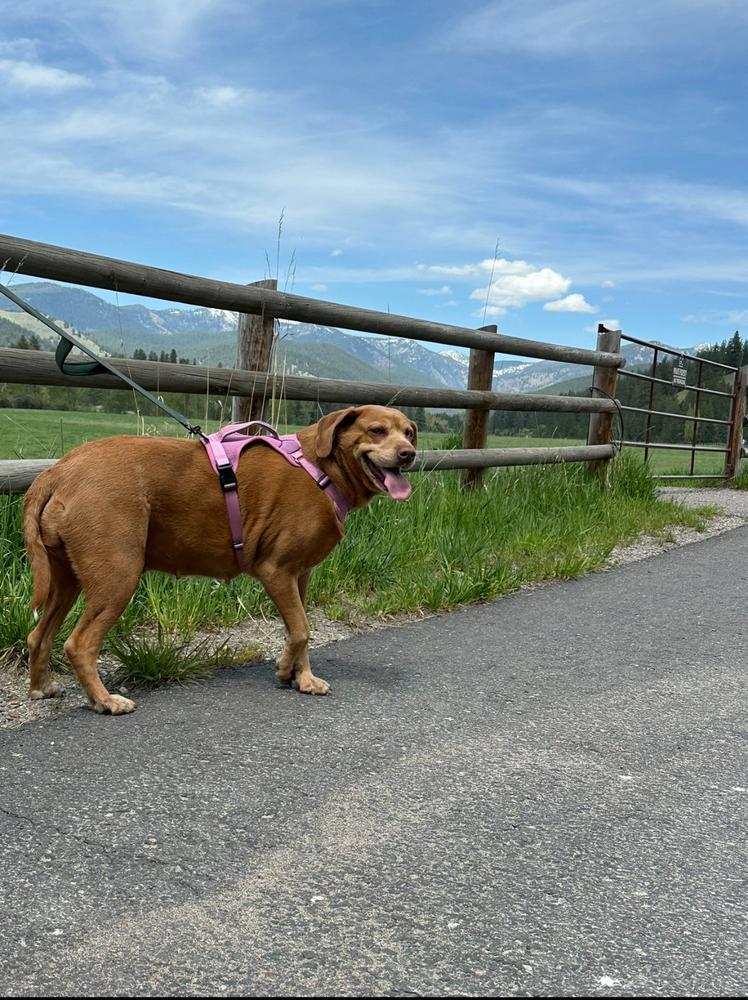 Dog Harness