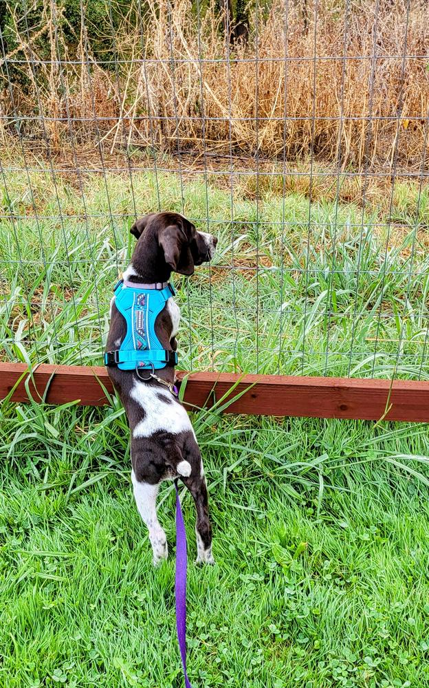 Harness Wilderdog
