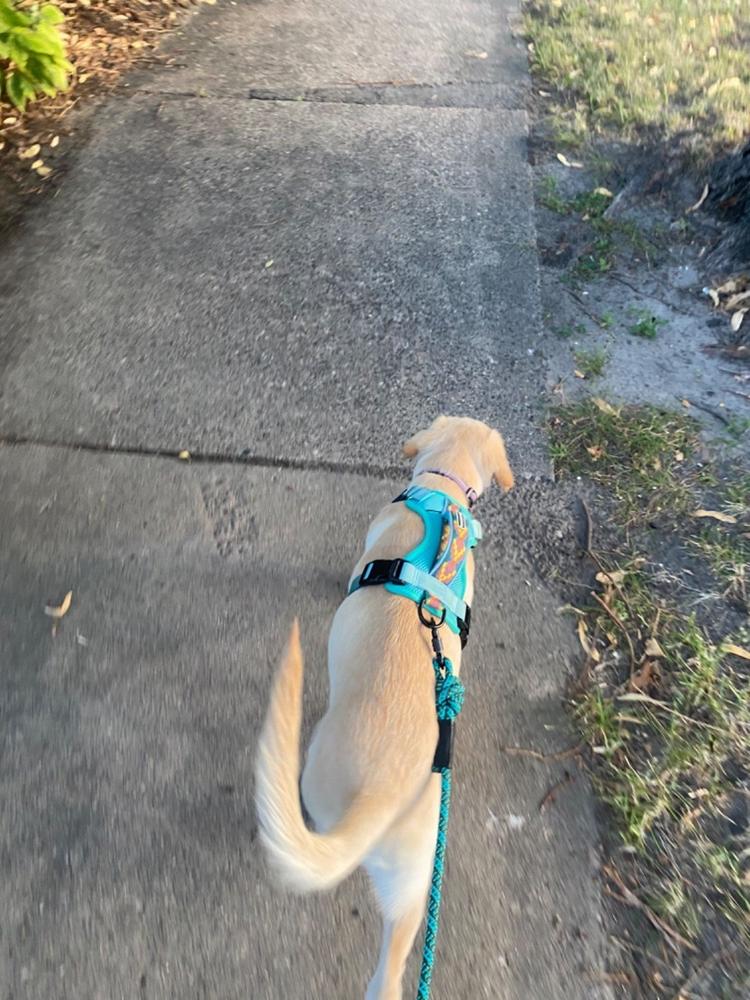 Granite Small Carabiner Leash – Wilderdog - Main Image