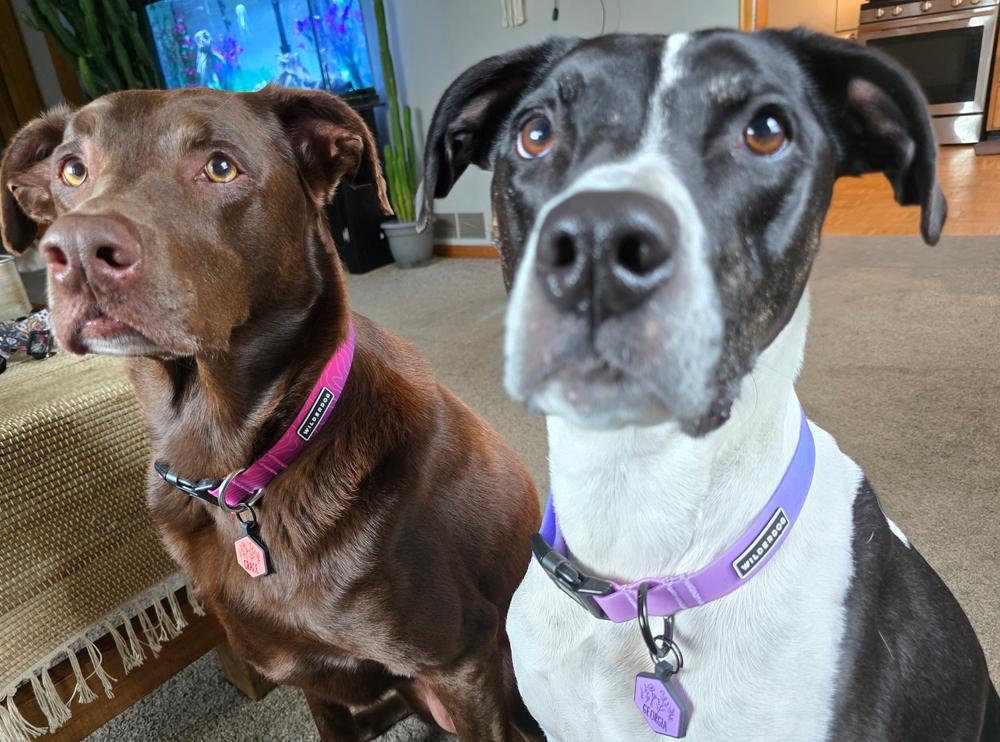 Black Waterproof Collar – Wilderdog