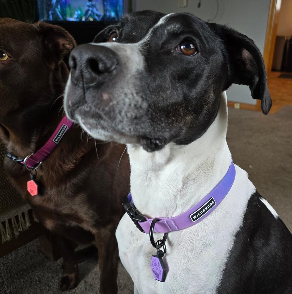 Tie Dye Waterproof Collar – Wilderdog