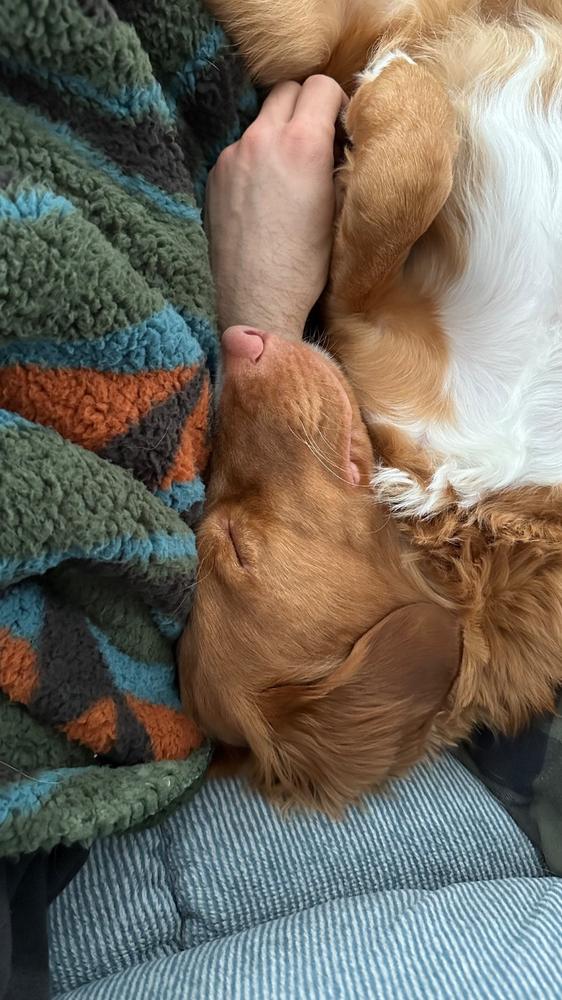 Sherpa Fleece Waterproof Blanket - Customer Photo From Caitlin Brooks