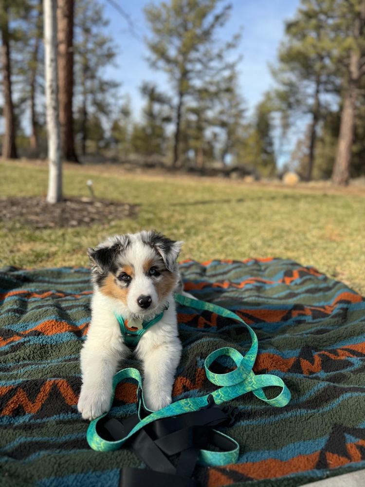 Sherpa Fleece Waterproof Blanket - Customer Photo From Jenna Gruber