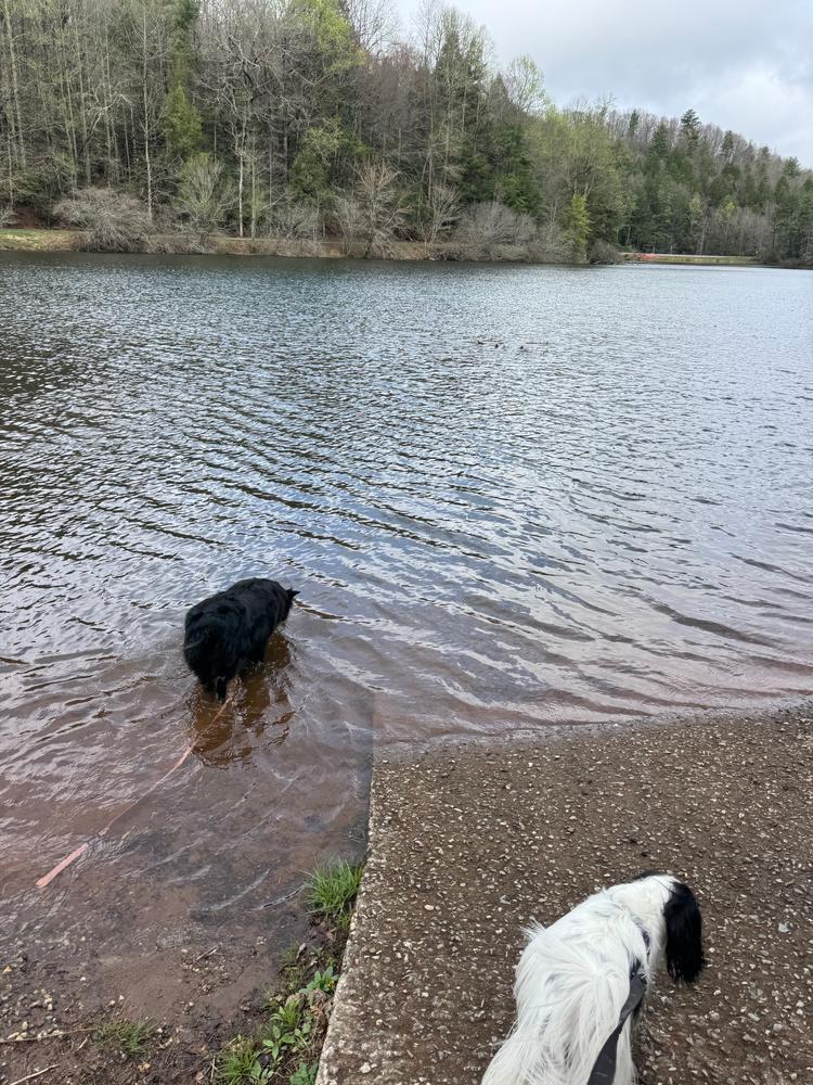 Guava Waterproof Collar - Customer Photo From Caitlin Melody