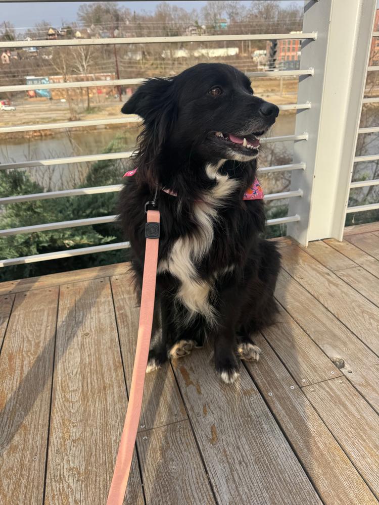 Guava Waterproof Collar - Customer Photo From Caitlin Melody