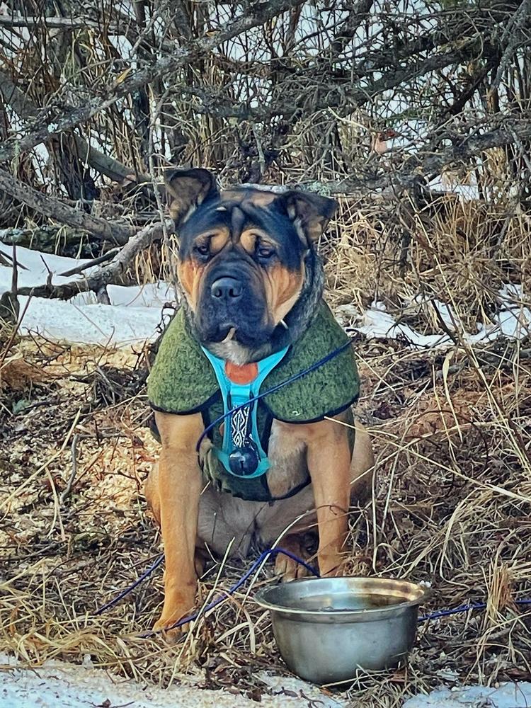 Backcountry Bell - Customer Photo From Devon 