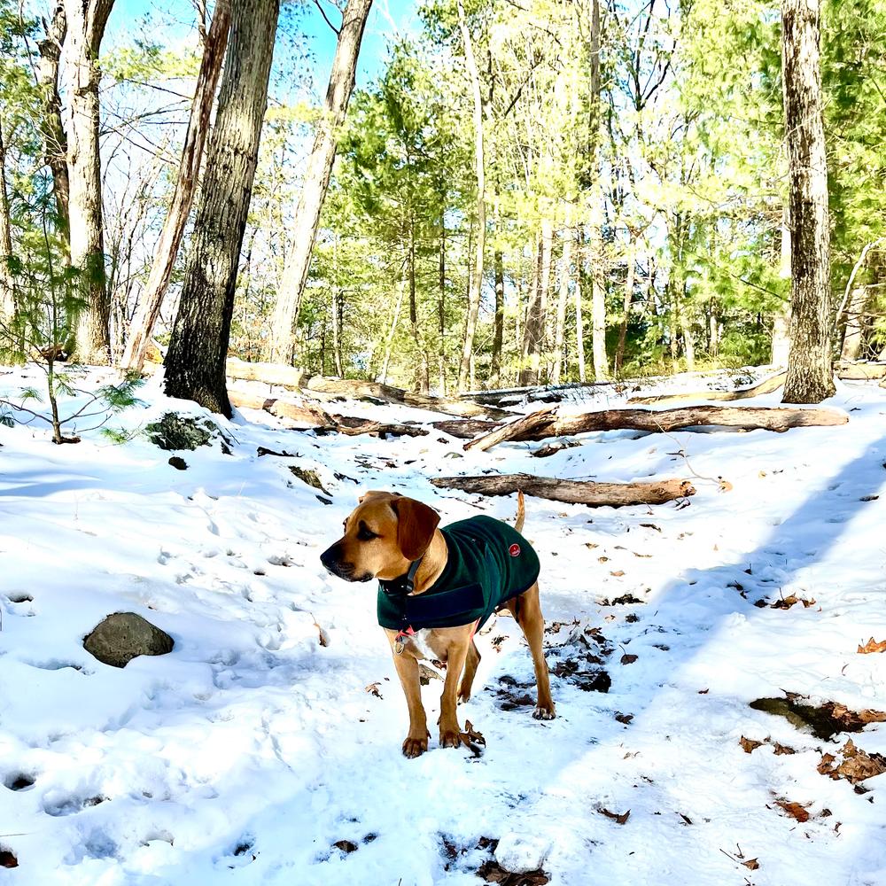 Backcountry Bell - Customer Photo From Deborah Quagliozzi
