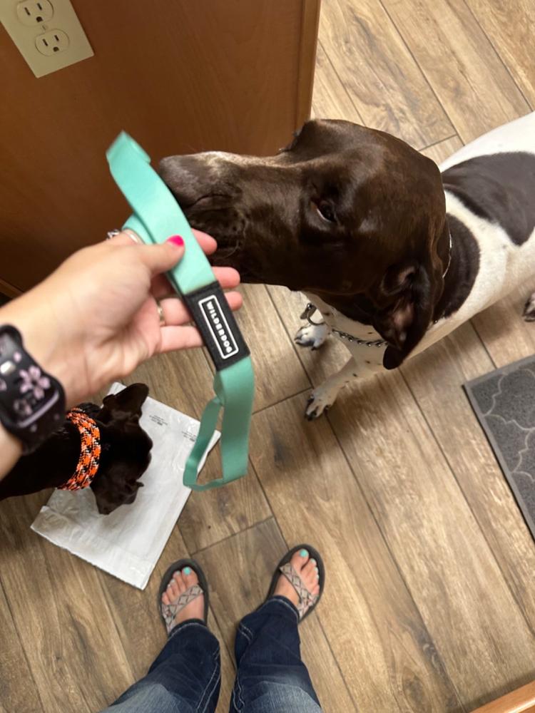 Dog Backpack - Customer Photo From Michele Villa