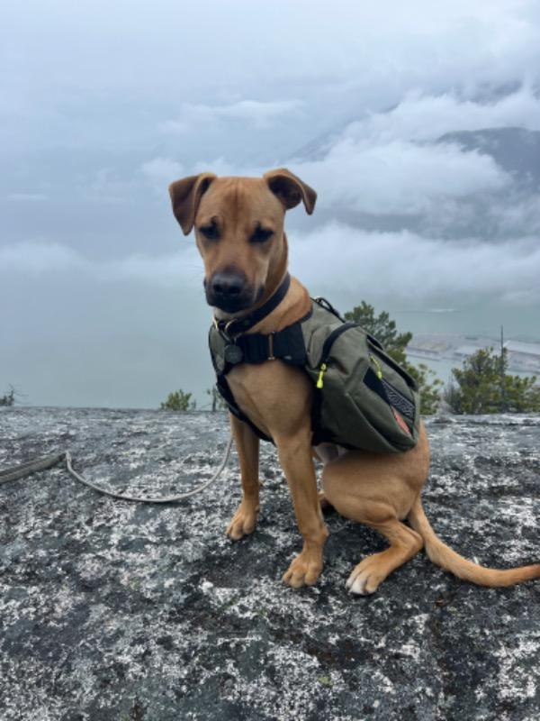 Dog Backpack - Customer Photo From Amie Gordon Spence