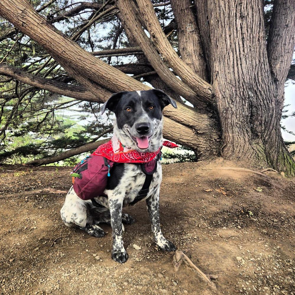 Dog Backpack - Customer Photo From Megan 