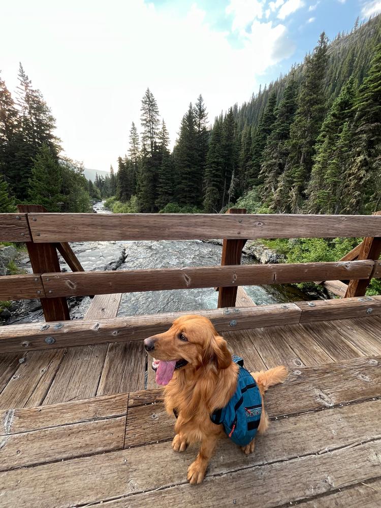 Dog Backpack - Customer Photo From Keara