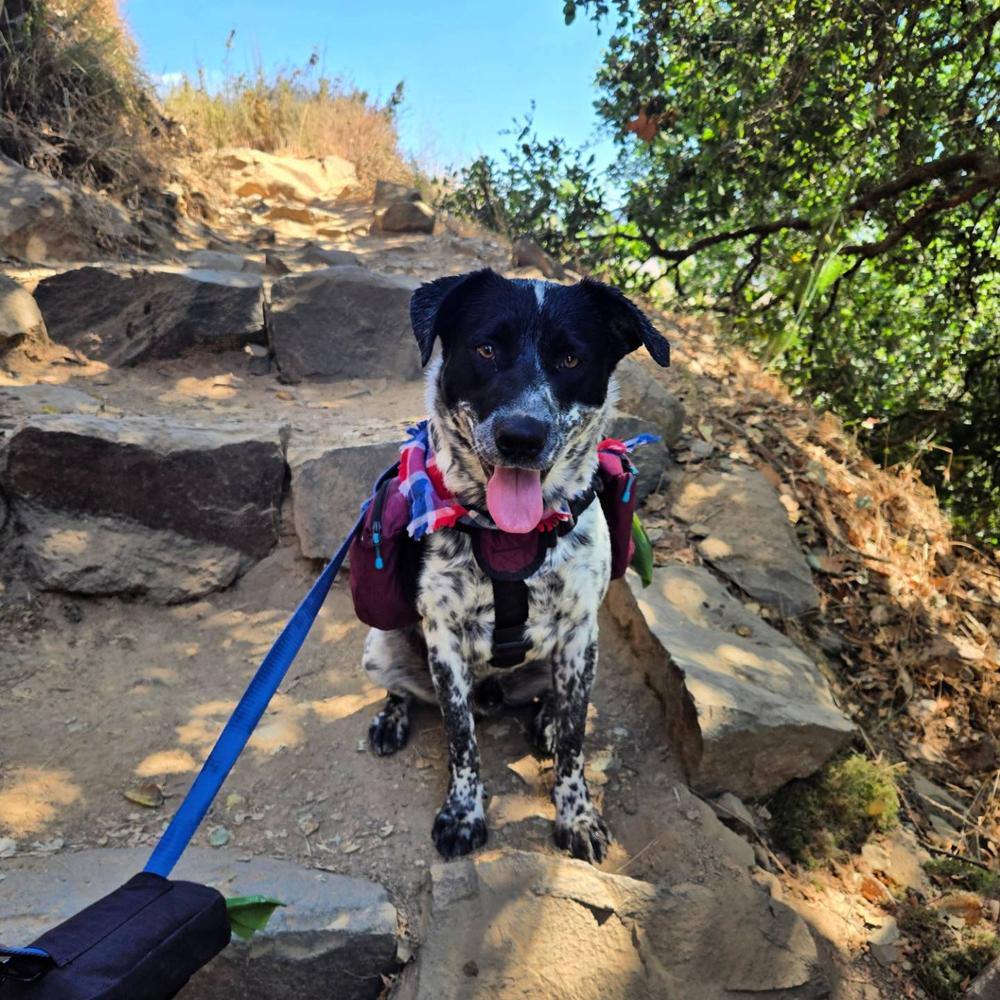 Dog Backpack - Customer Photo From Megan 