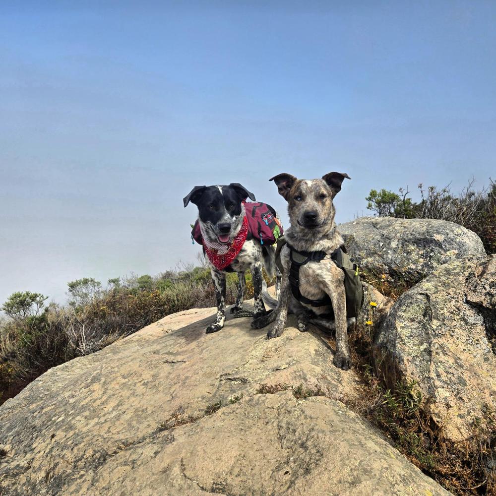 Dog Backpack - Customer Photo From Megan 