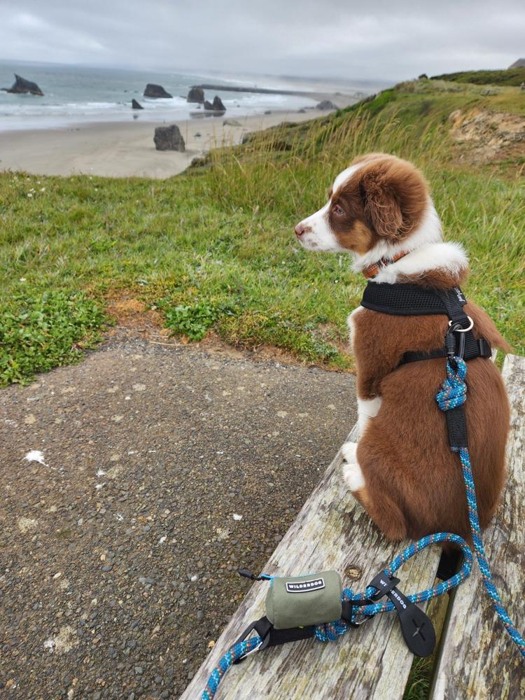 Anchors Away Dog Leash  FLYING DOG – Flying Dog Collars