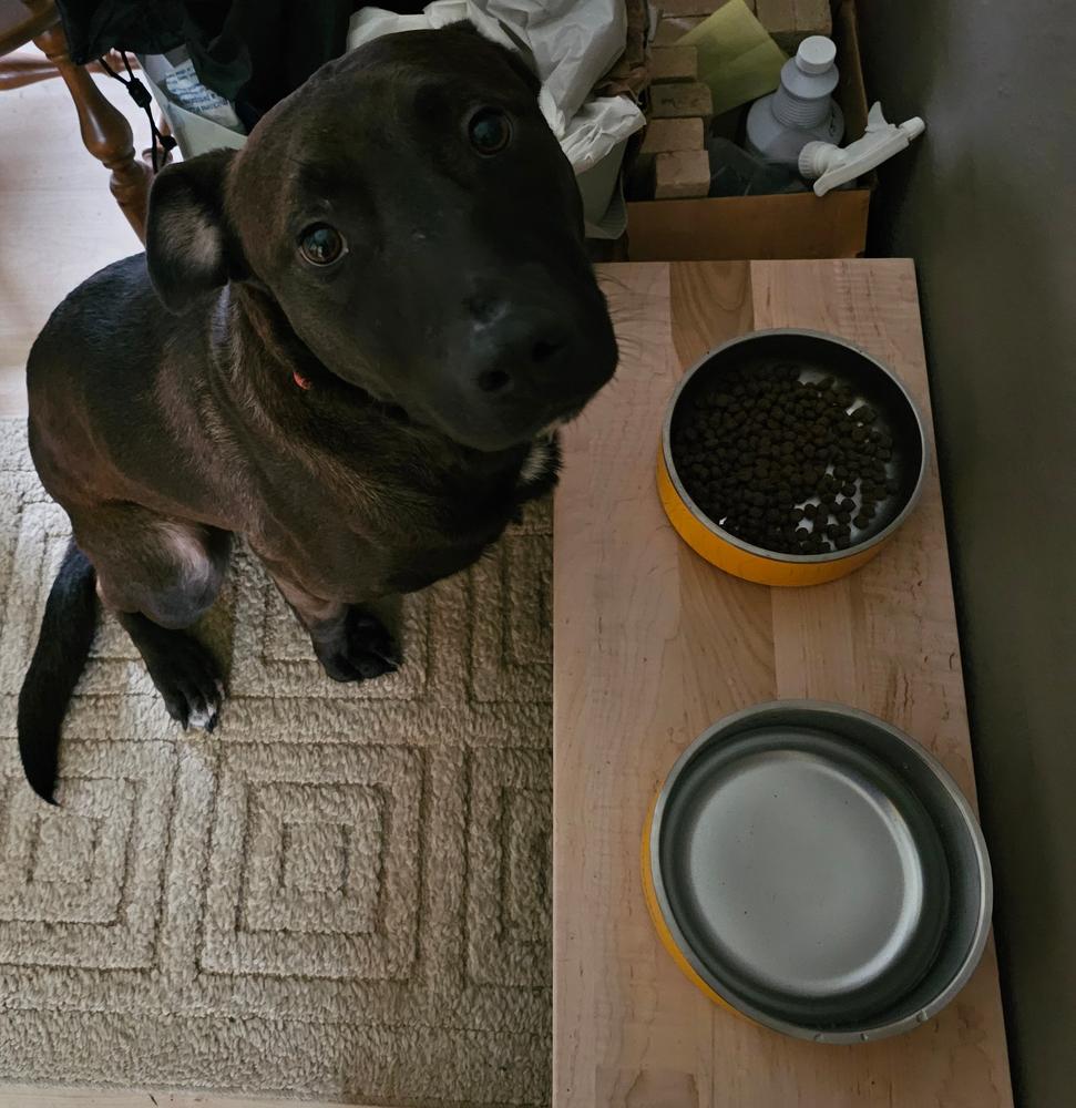Stainless Steel Dog Bowl - Customer Photo From Vincent 