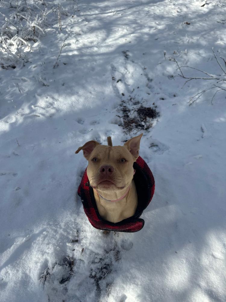 Plaid Shacket - Customer Photo From Olivia 