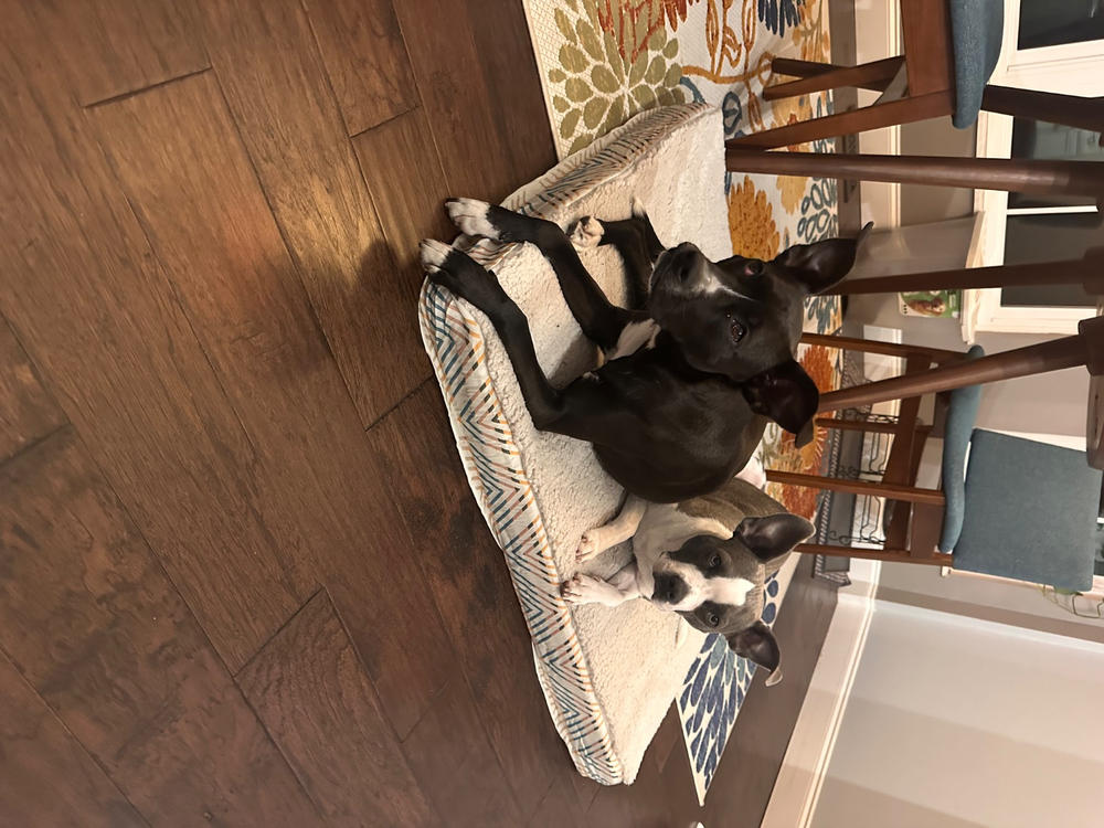 Memory Foam Dog Bed - Customer Photo From Michele Faith