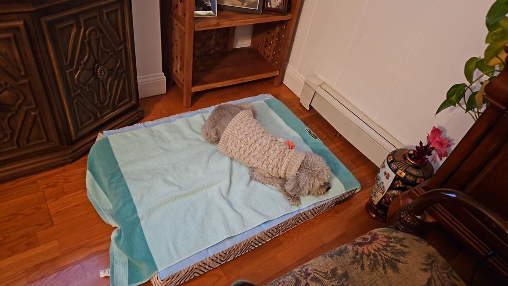 Memory Foam Dog Bed - Customer Photo From Dora 