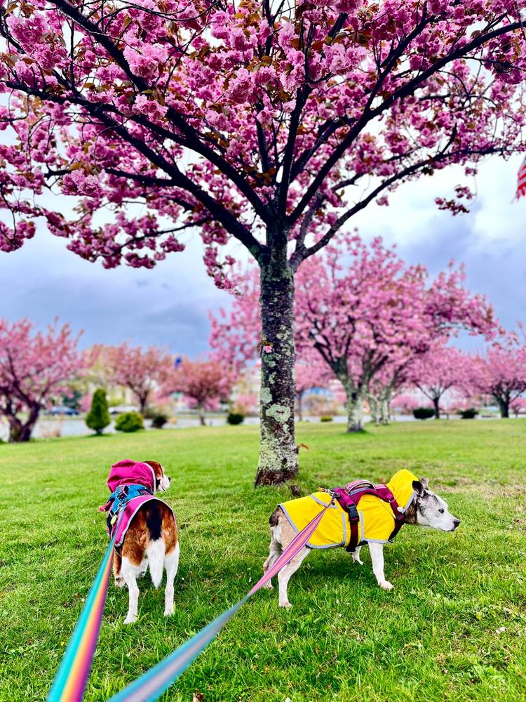 Dog Rain Jacket - Customer Photo From Jennifer Kosakowski