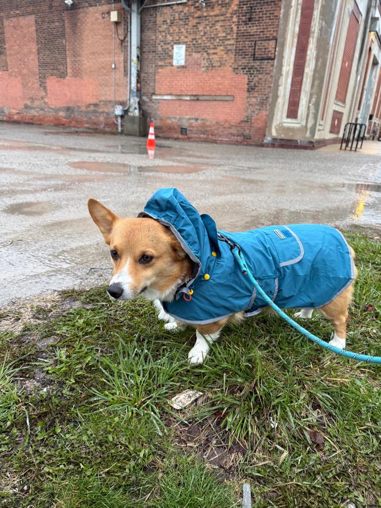 Dog Rain Jacket - Customer Photo From Kaysone