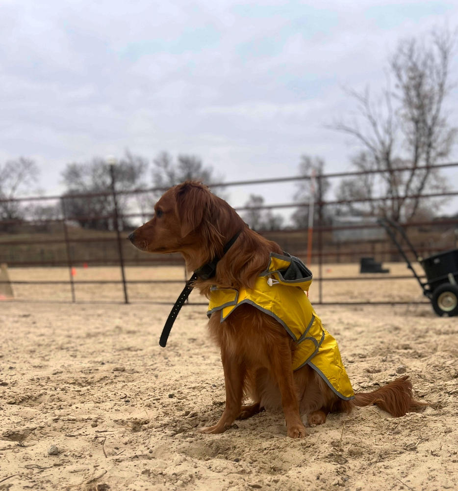 Dog Rain Jacket - Customer Photo From Hailey Rasmussen