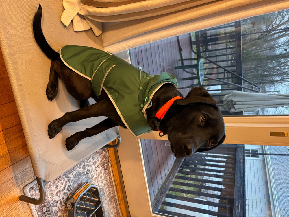 Dog Rain Jacket - Customer Photo From Jennie Spangenberg