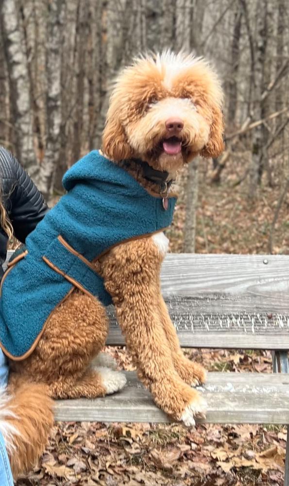 Sherpa jacket for outlet dogs