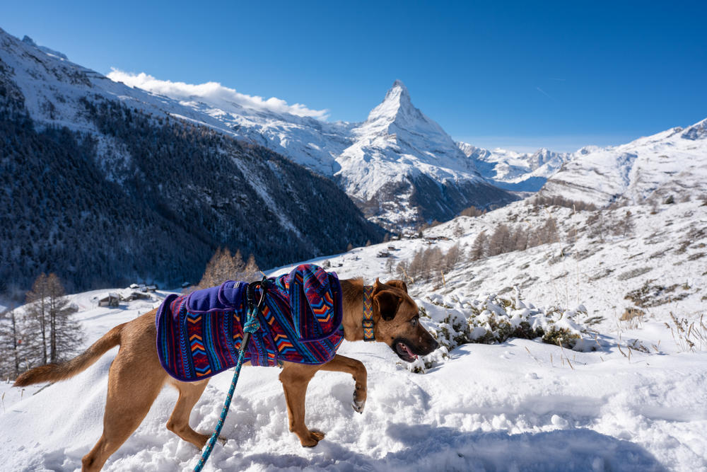 Big Sky Fleece Jacket – Wilderdog