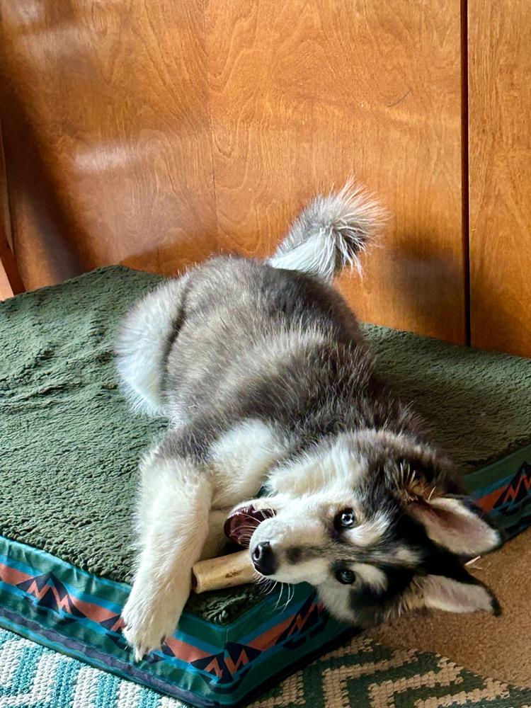 Memory Foam Dog Bed - Replacement Cover - Customer Photo From Laura Winch