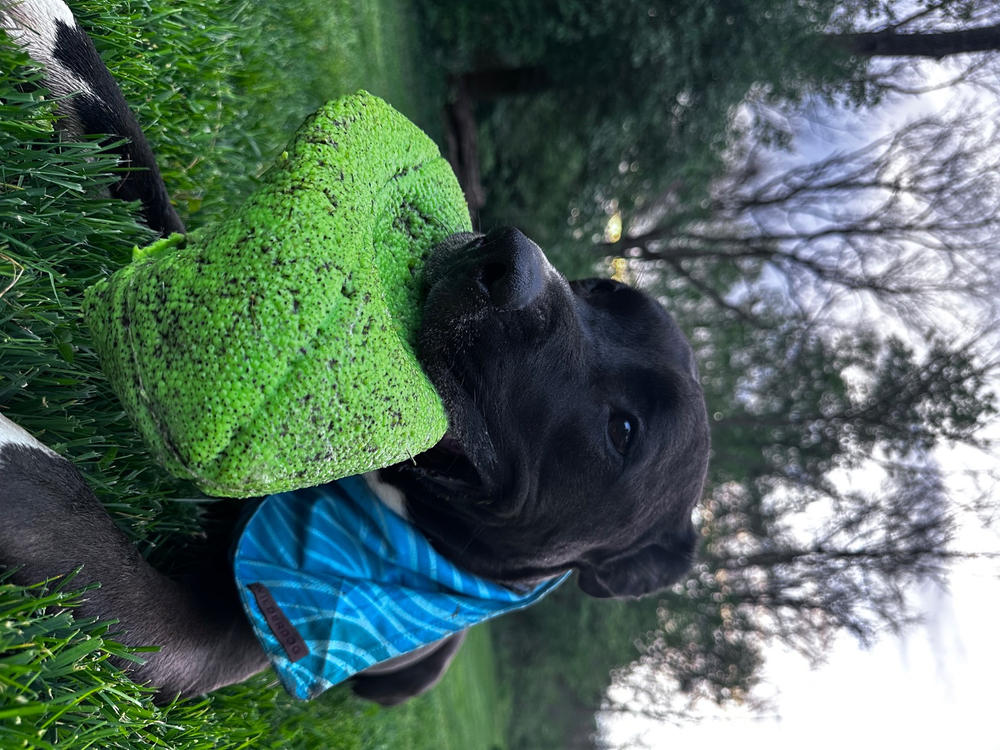 Big Sky Bandana - Customer Photo From Anonymous