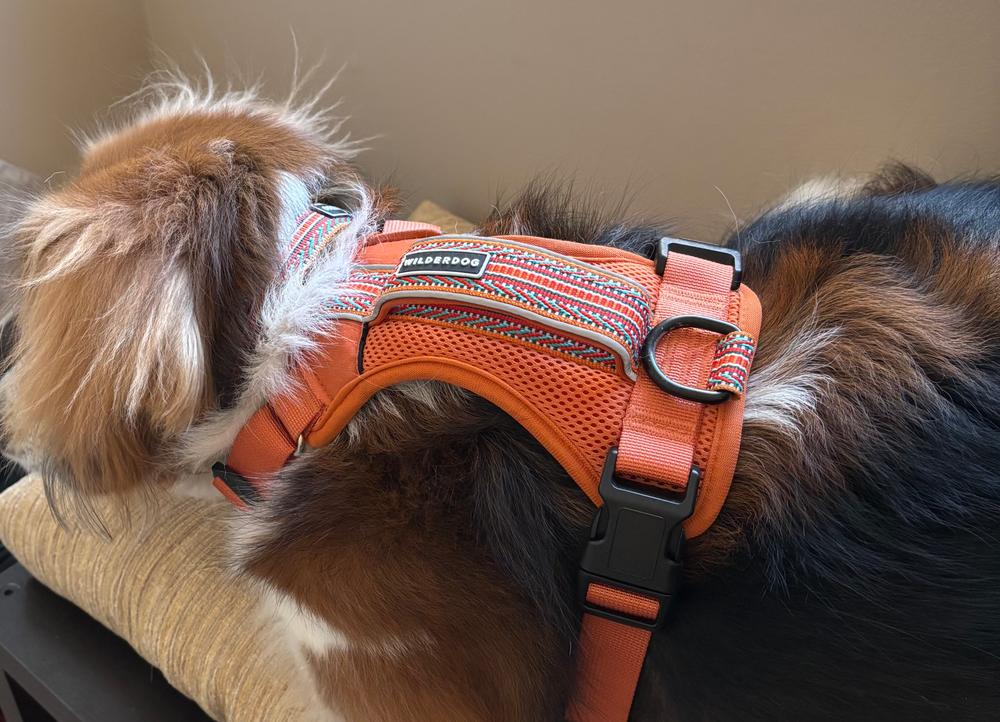 Lupin Ultralight Collar – Wilderdog