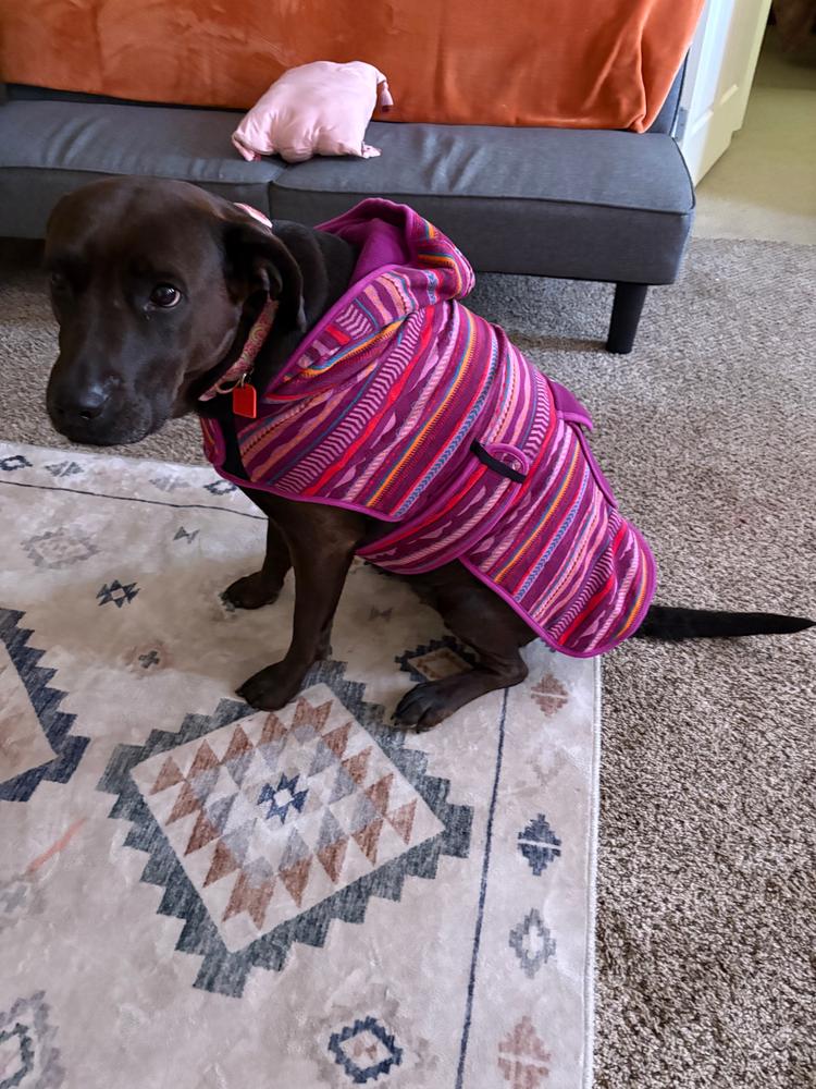 Amazon.com : Wilderdog Fleece Dog Jacket with Neoprene Neck
