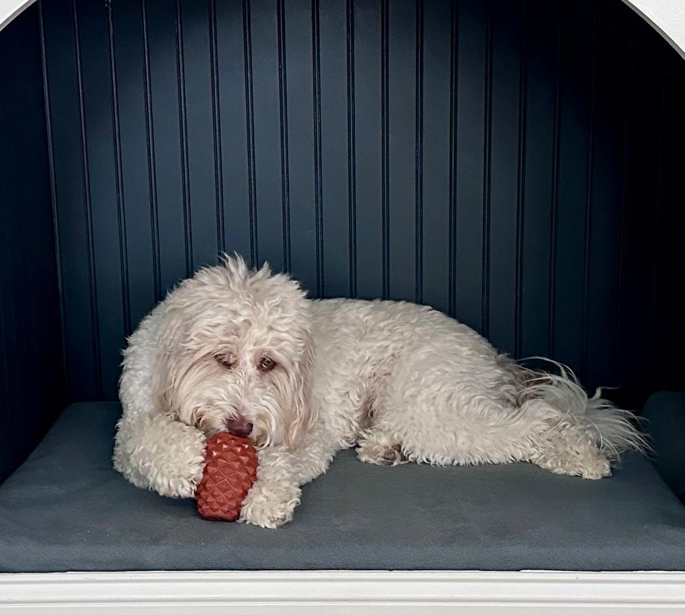 The Conifur – Wilderdog