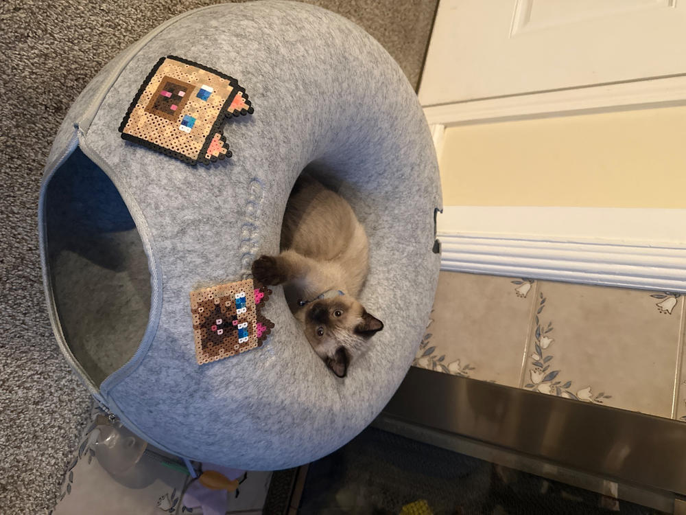 Cattasaurus™️ Peekaboo Cave - Customer Photo From Annie Russell Zinzuvadia