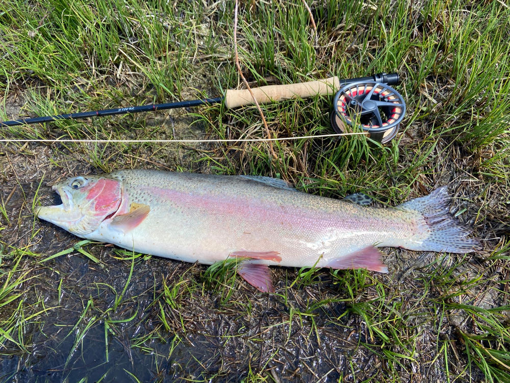 Yakoda Funky P (3-Pack)