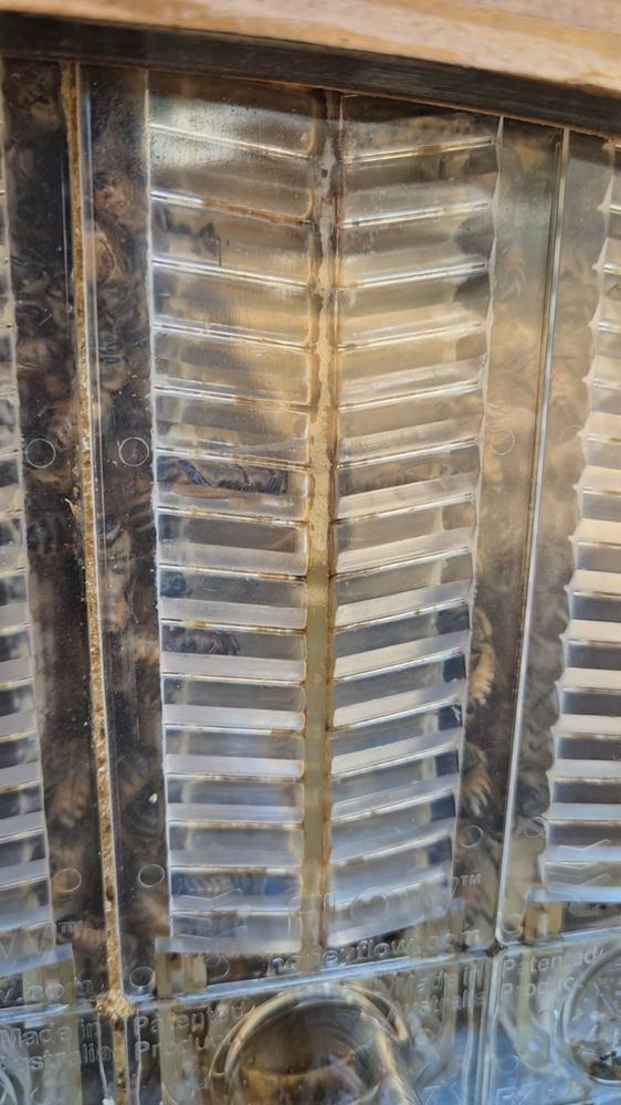 Flow Hive 2+ - Customer Photo From Chrissy Lang